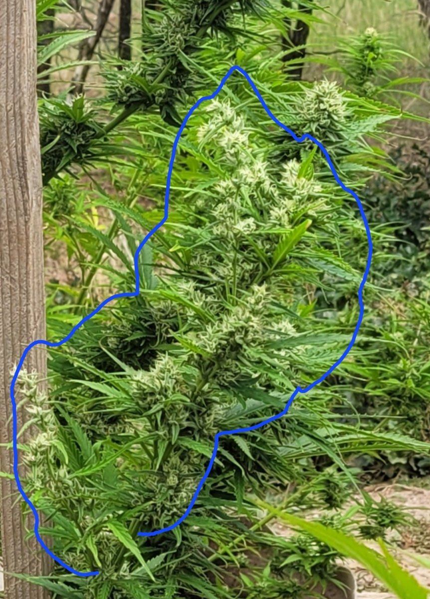 Odd vine like growth with tiny buds 3