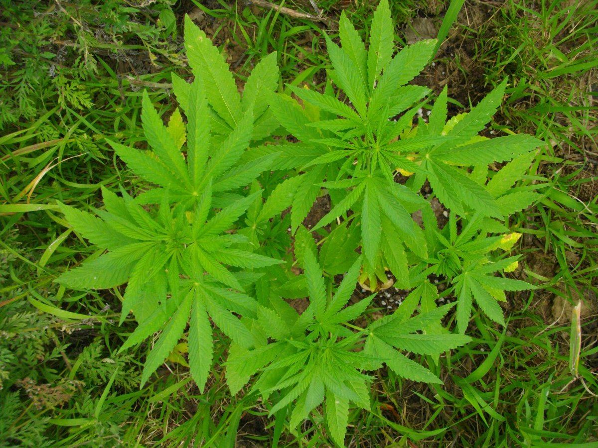 Odregaug23 009