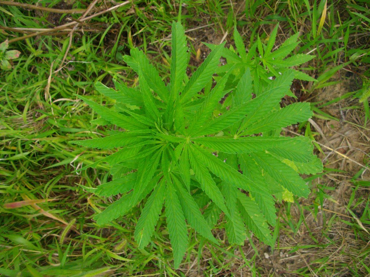 Odregaug23 012