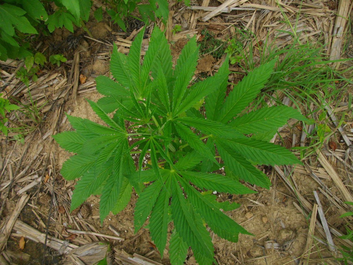 Odregaug23 051