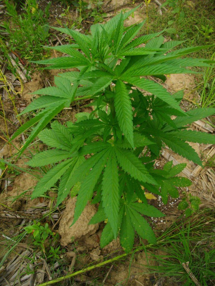 Odregaug23 053