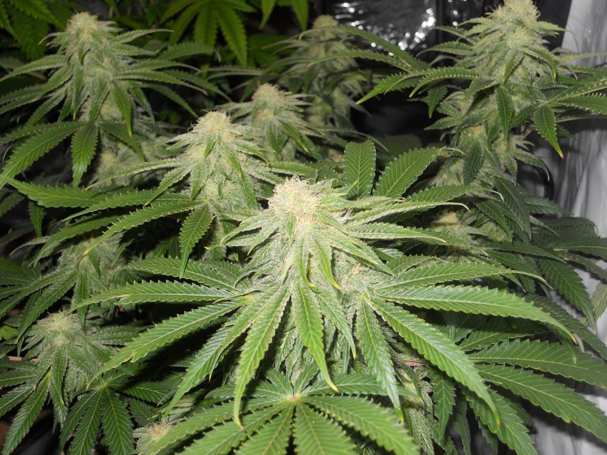 OG 1 Jan13th