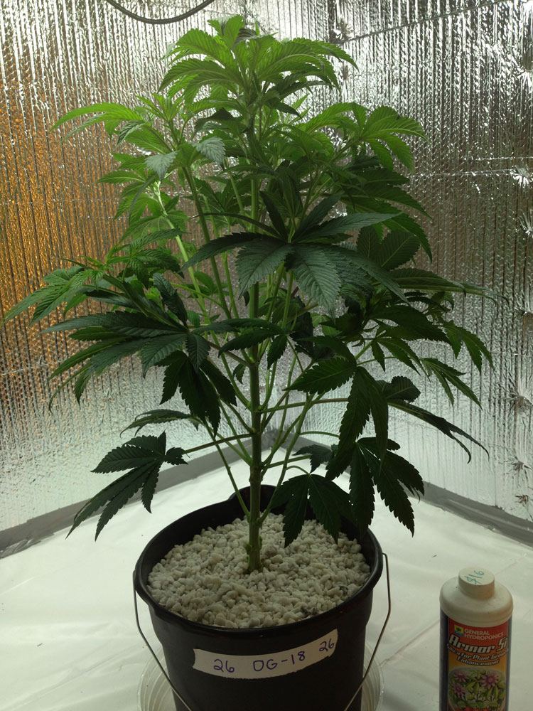 OG 18