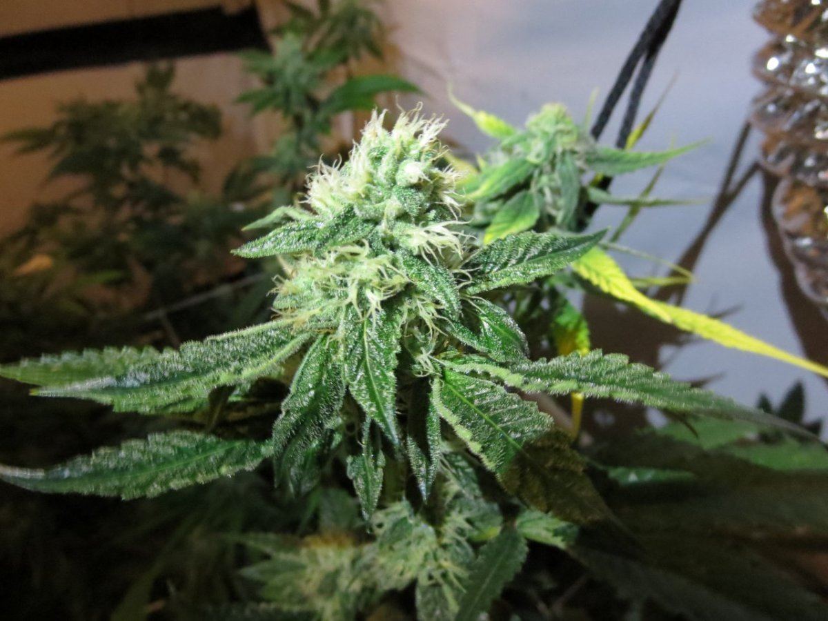 OG2