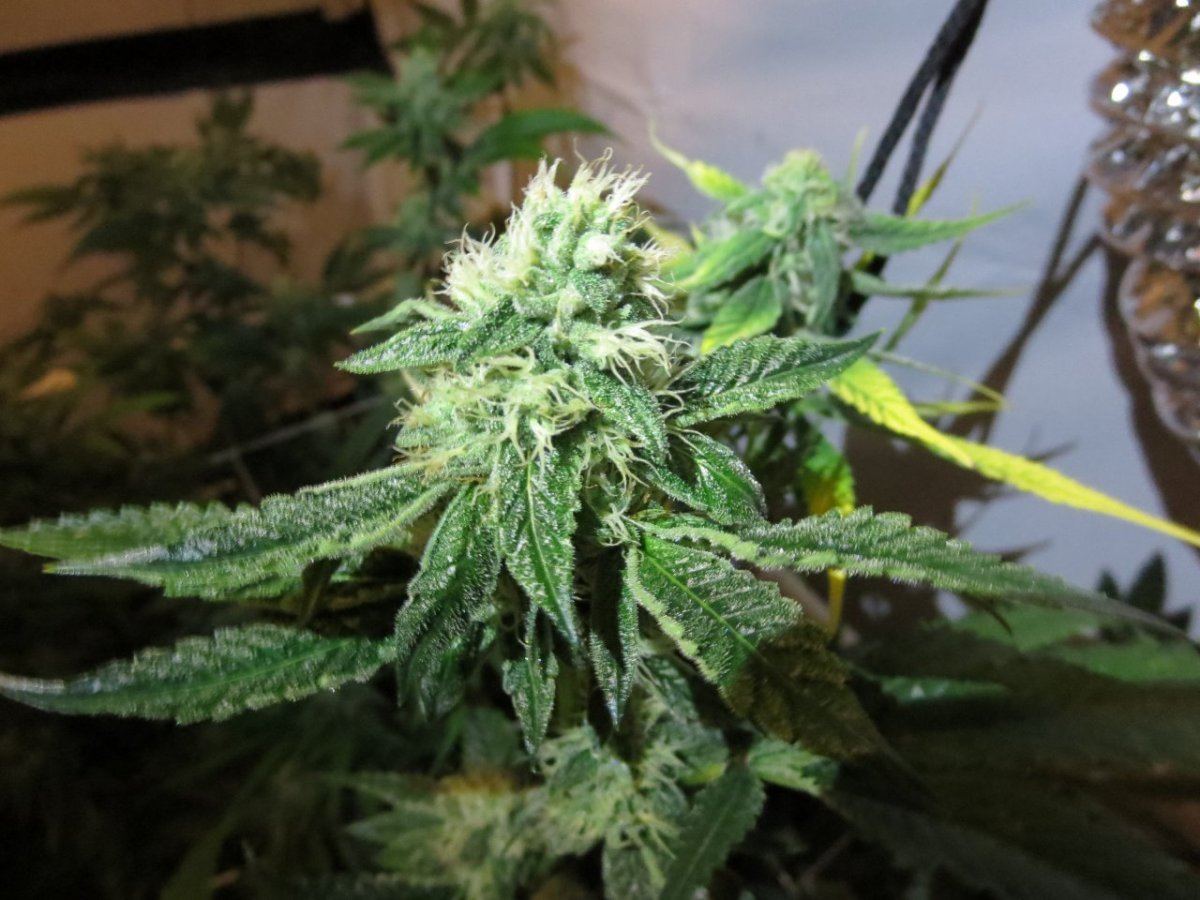 OG2