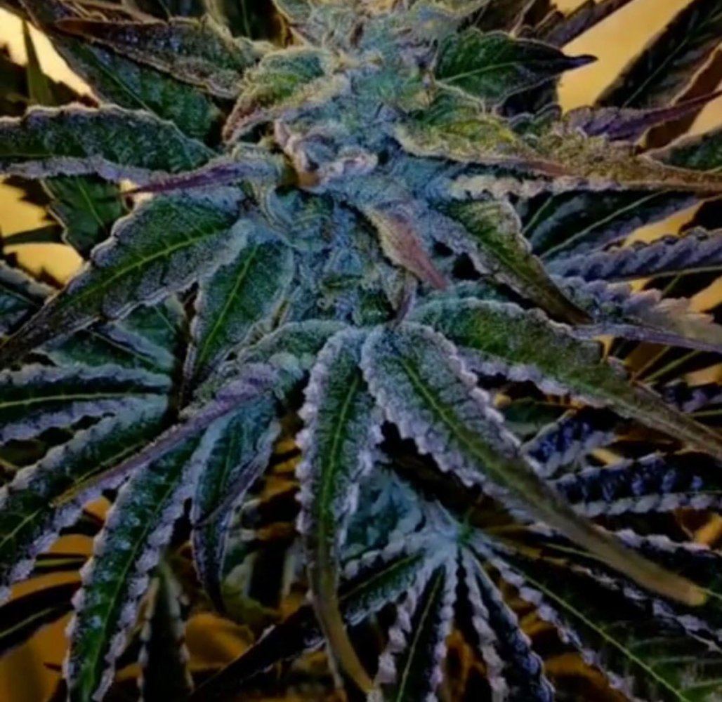 OG 32