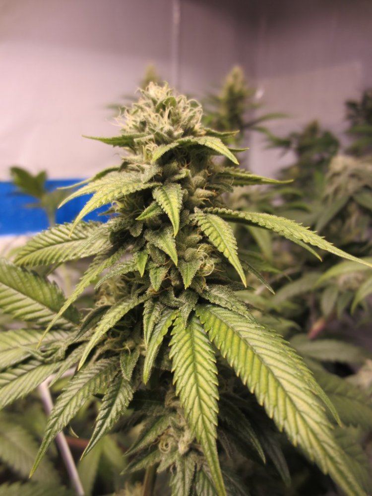 OG B HPS 2
