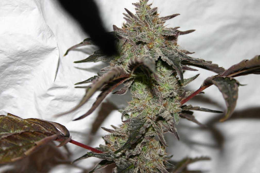 Og bx1 1