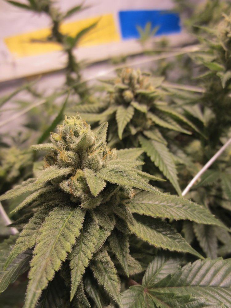 OG C HPS 1