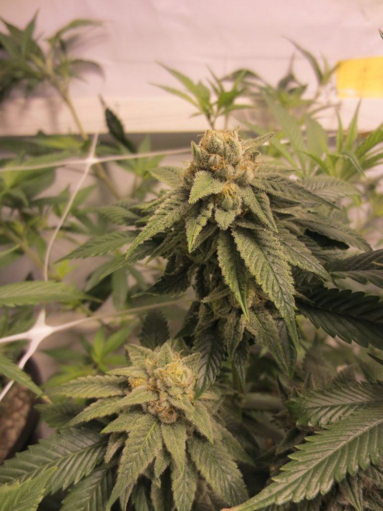 OG C HPS 4