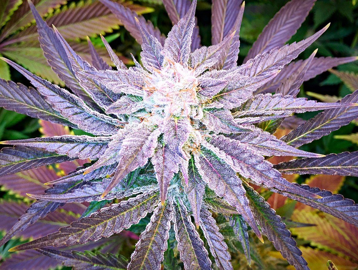 Og gong