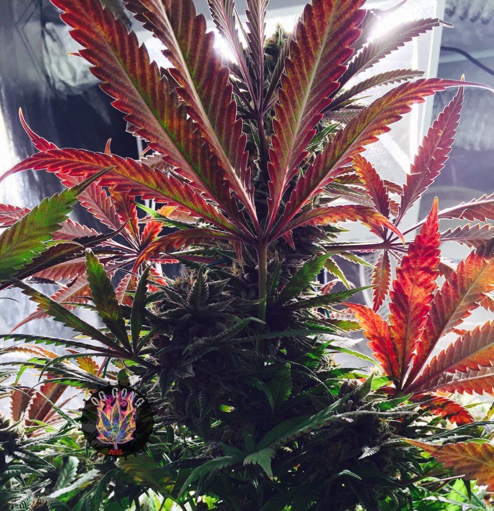 Og gong
