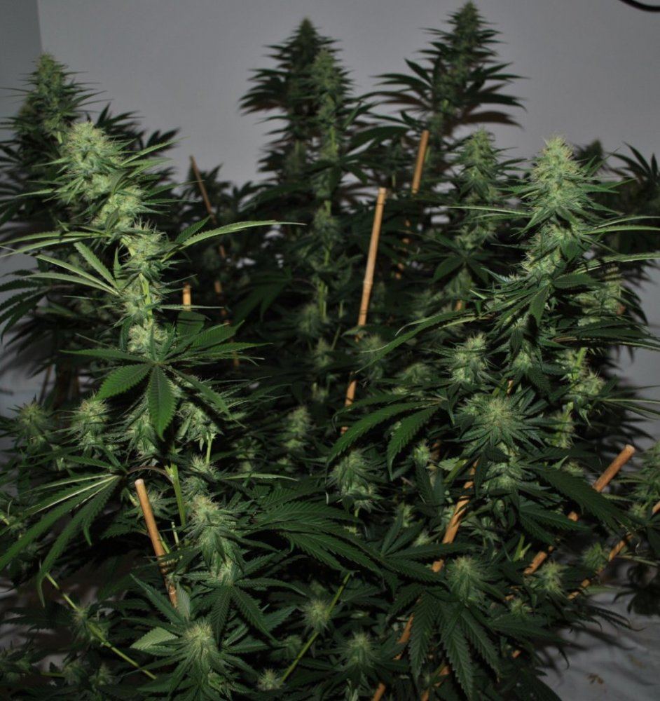 OG GTH1 FLOWER 10 12 13 2