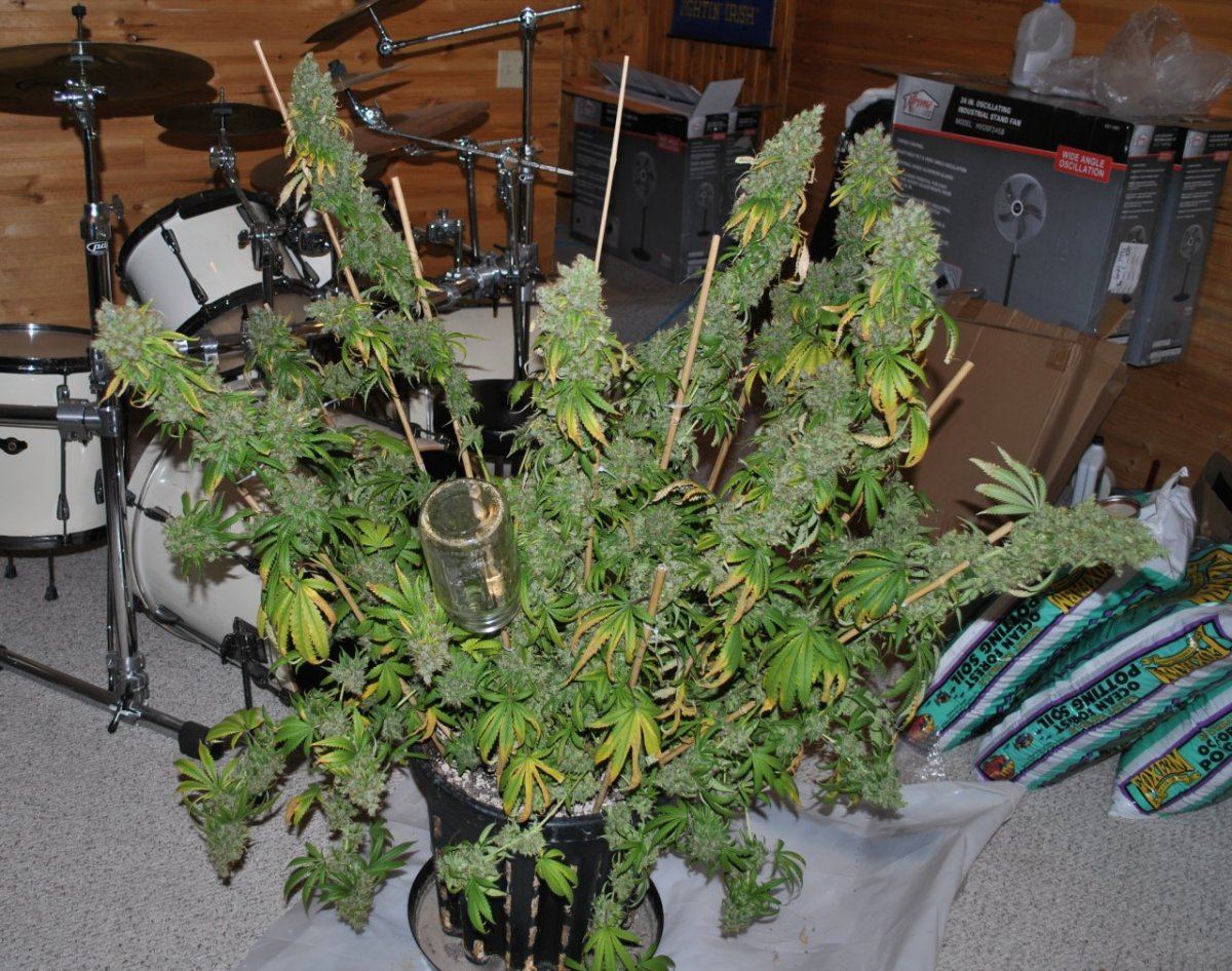 OG GTH1 FLOWER 12 12 13 4
