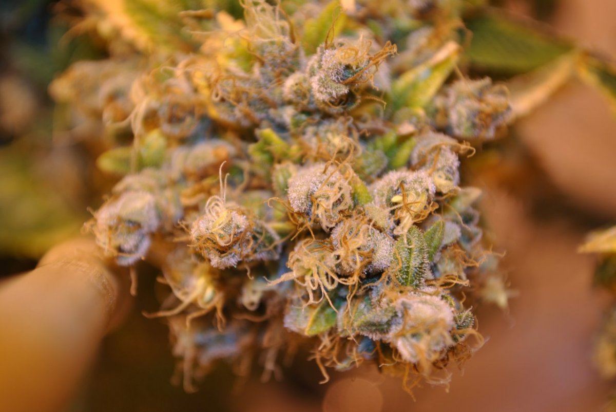 OG GTH1 FLOWER 12 7 13 2