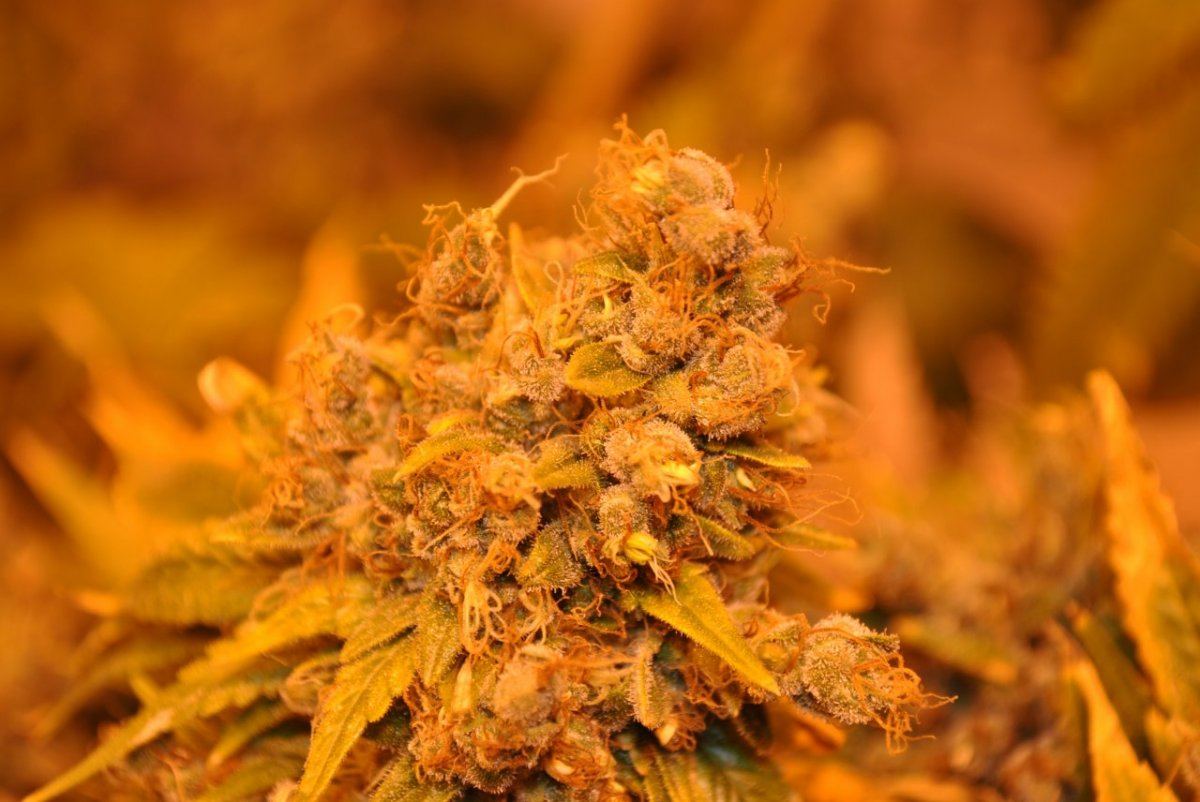 OG GTH1 FLOWER 12 7 13