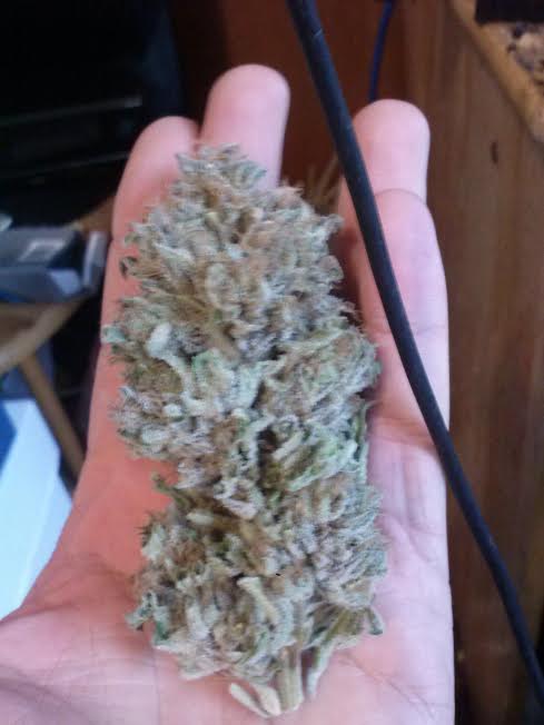OG