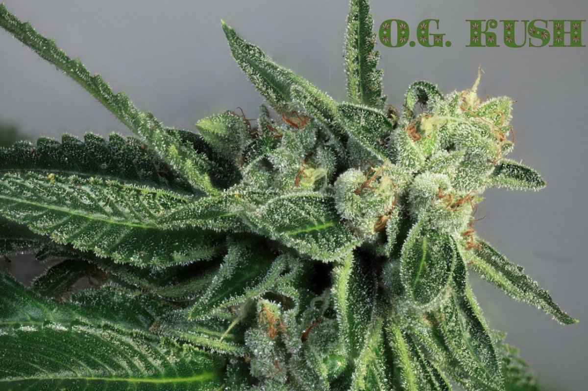 OG