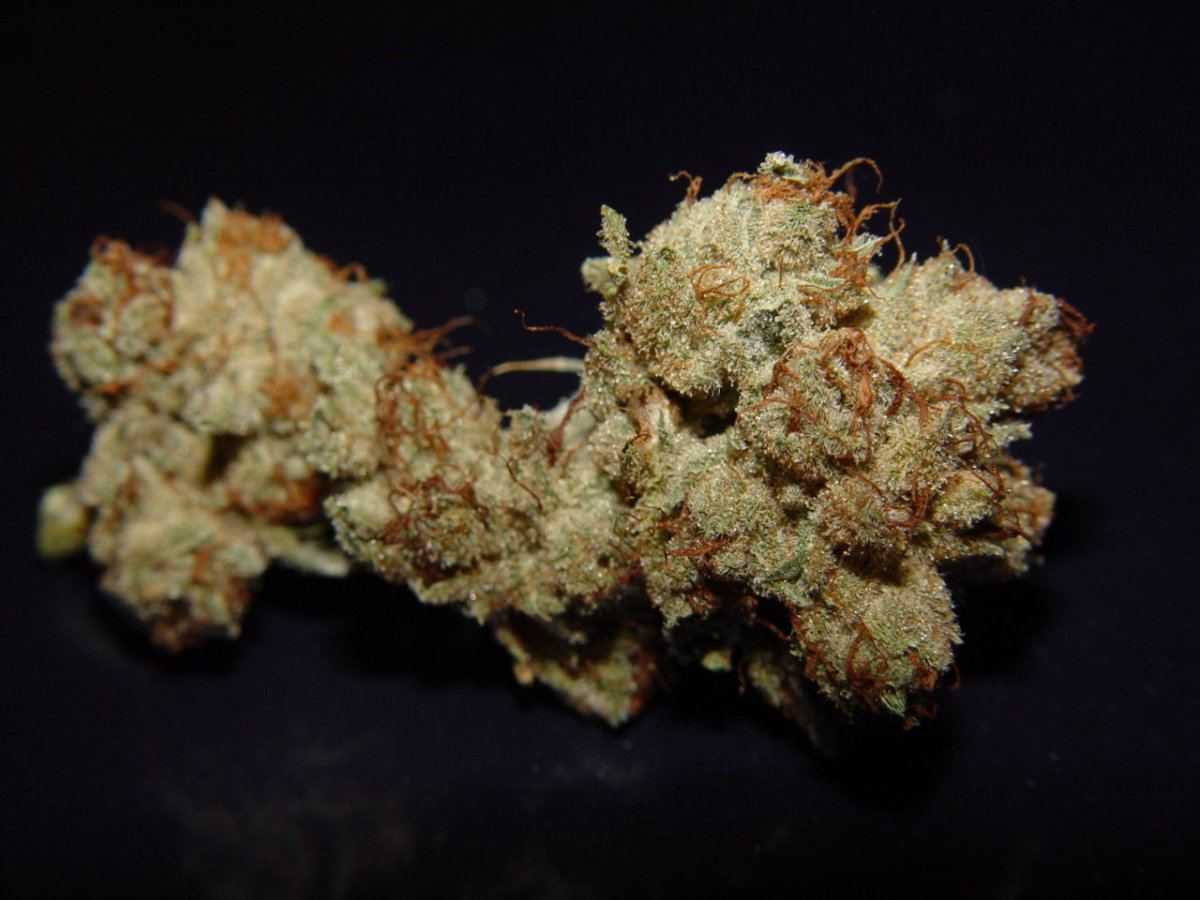 OG Kush 1