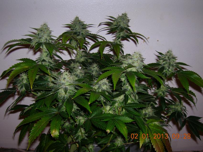 Og kush 1