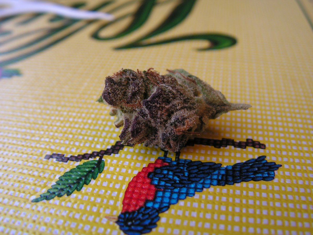 Og kush 1