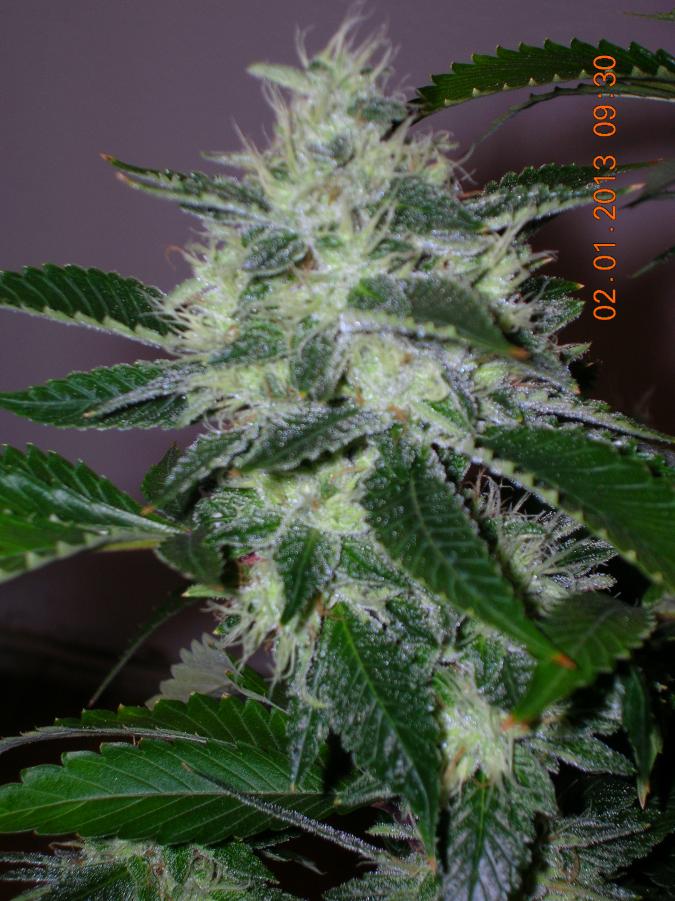Og kush 2