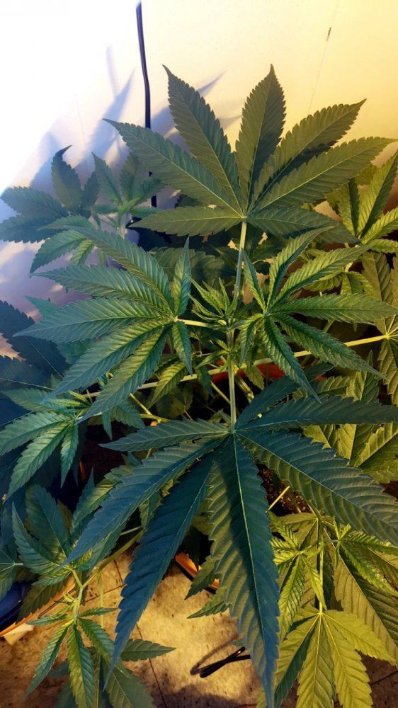 Og kush 2