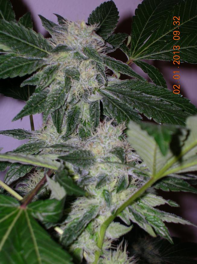 Og kush 3