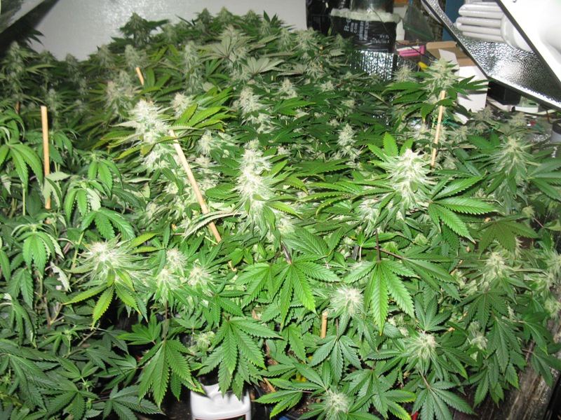 Og kush 65 wks