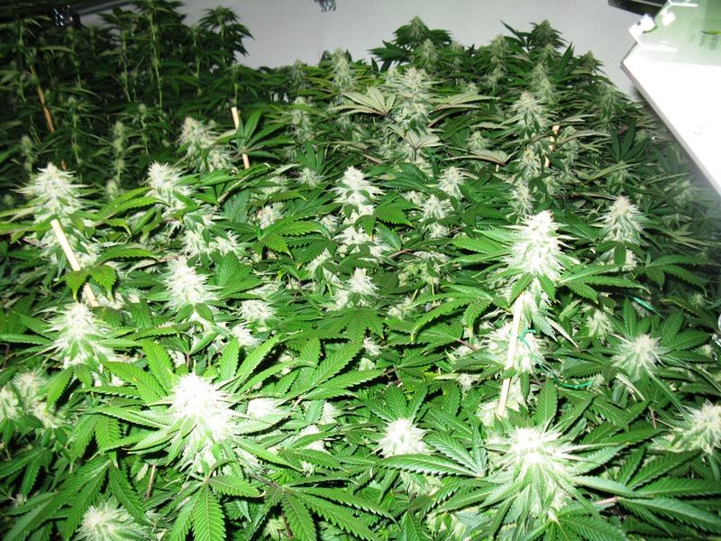Og kush 6 wks