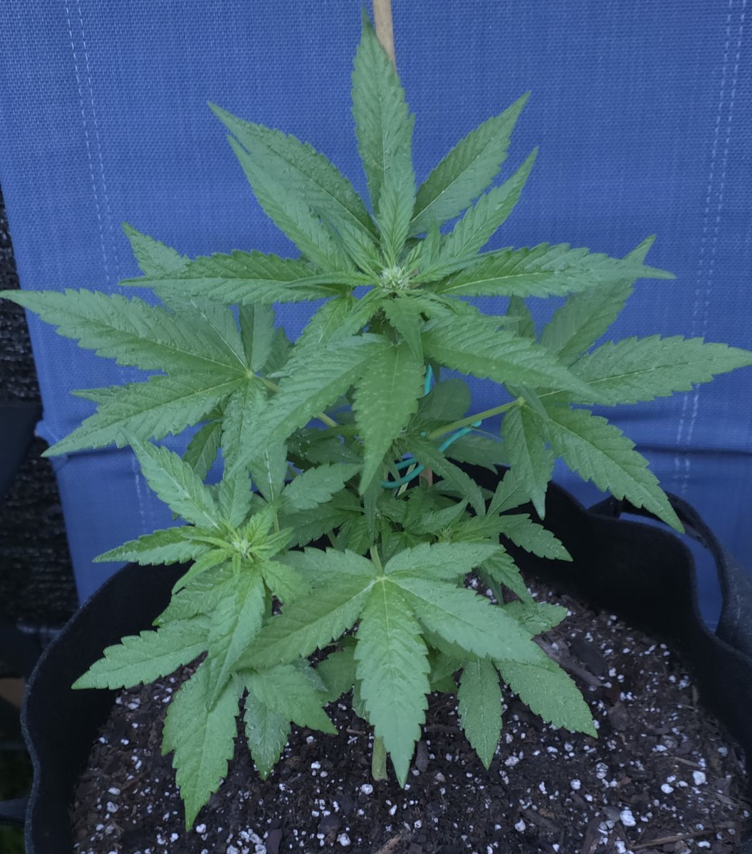 Og kush aiuto