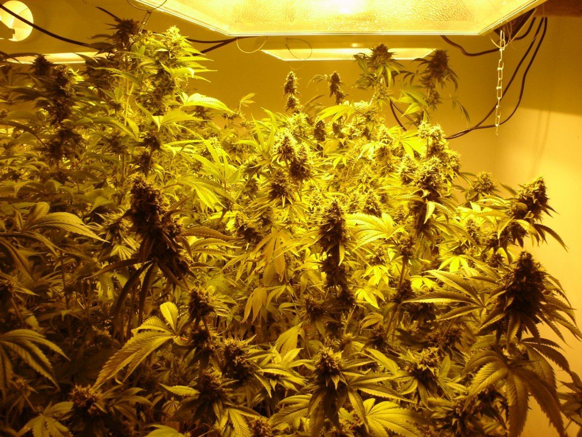 Og kush and  chem 4 4