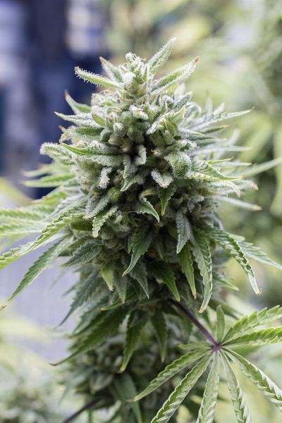 Og kush autoflowering