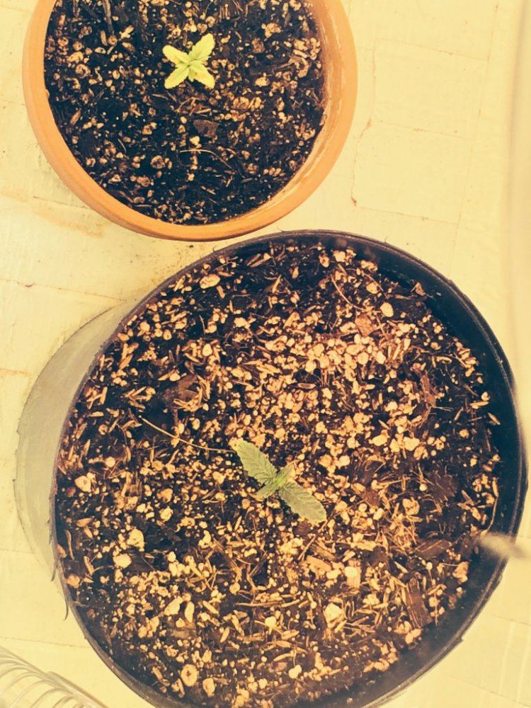 Og kush bagseed grow in small space ledcfl 2
