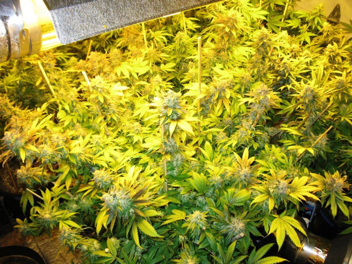 Og kush chop 006