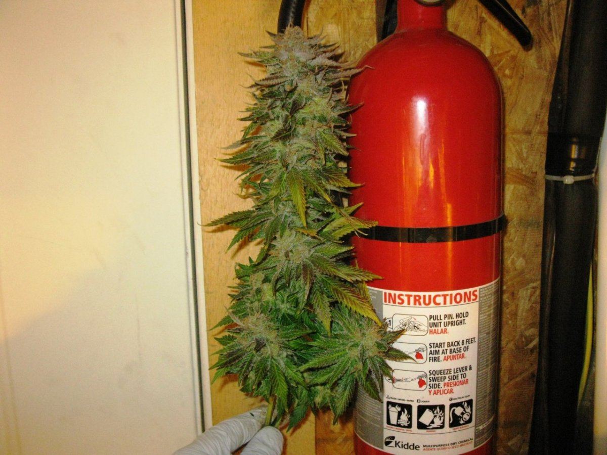 Og kush chop 022