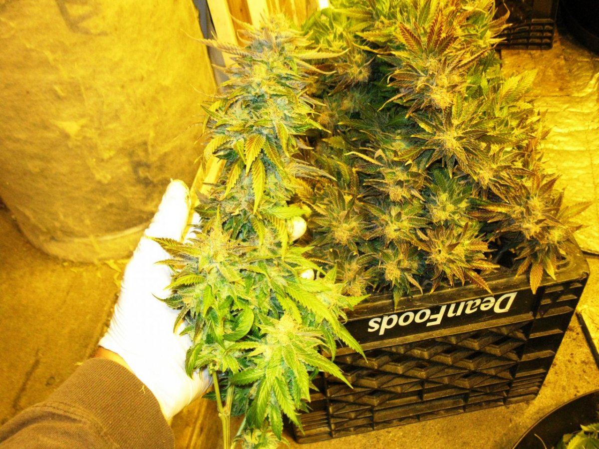 Og kush chop 026