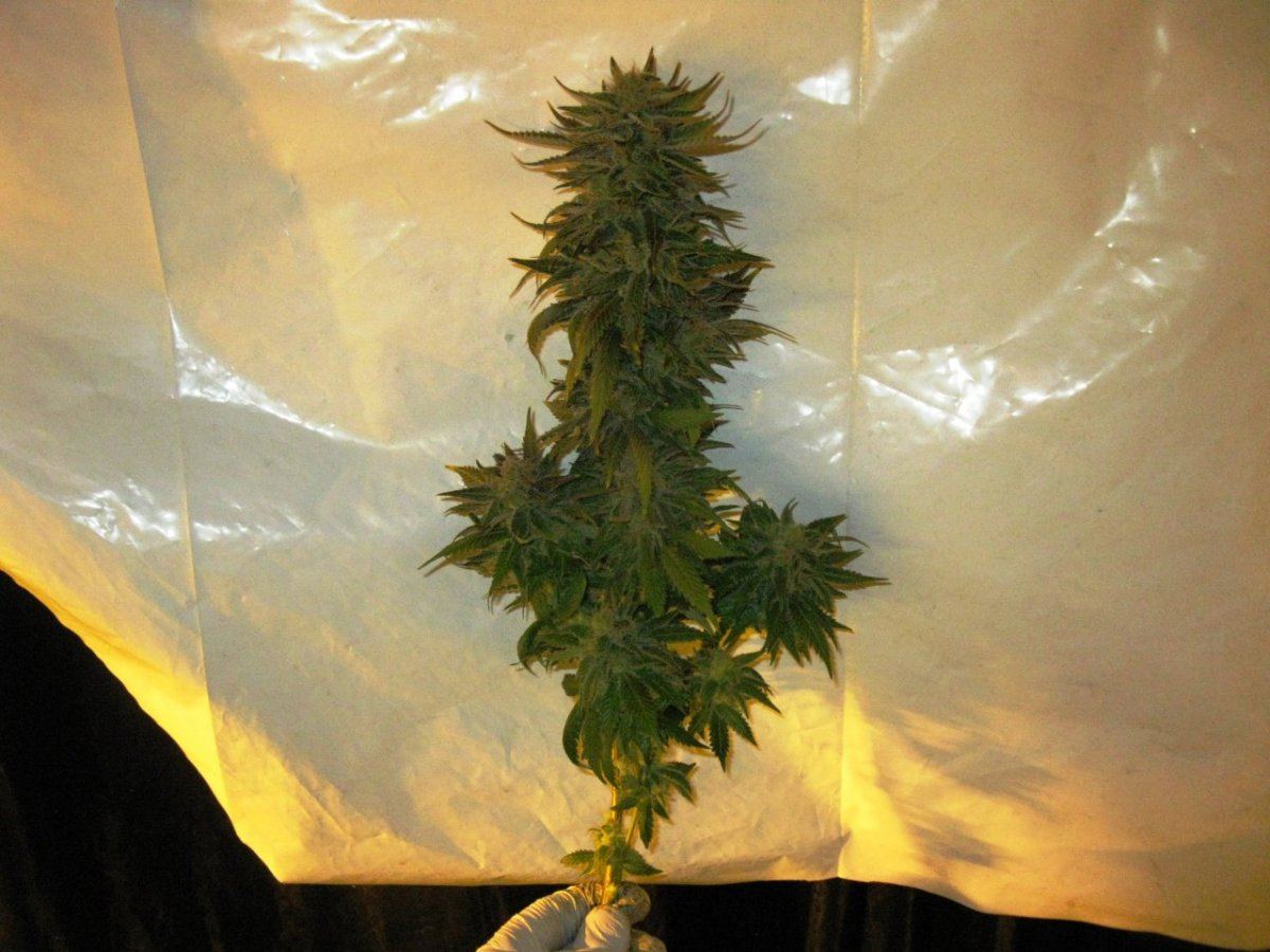 Og kush chop 028