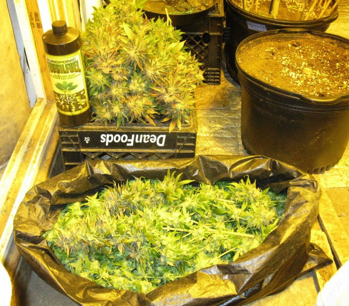 Og kush chop 030