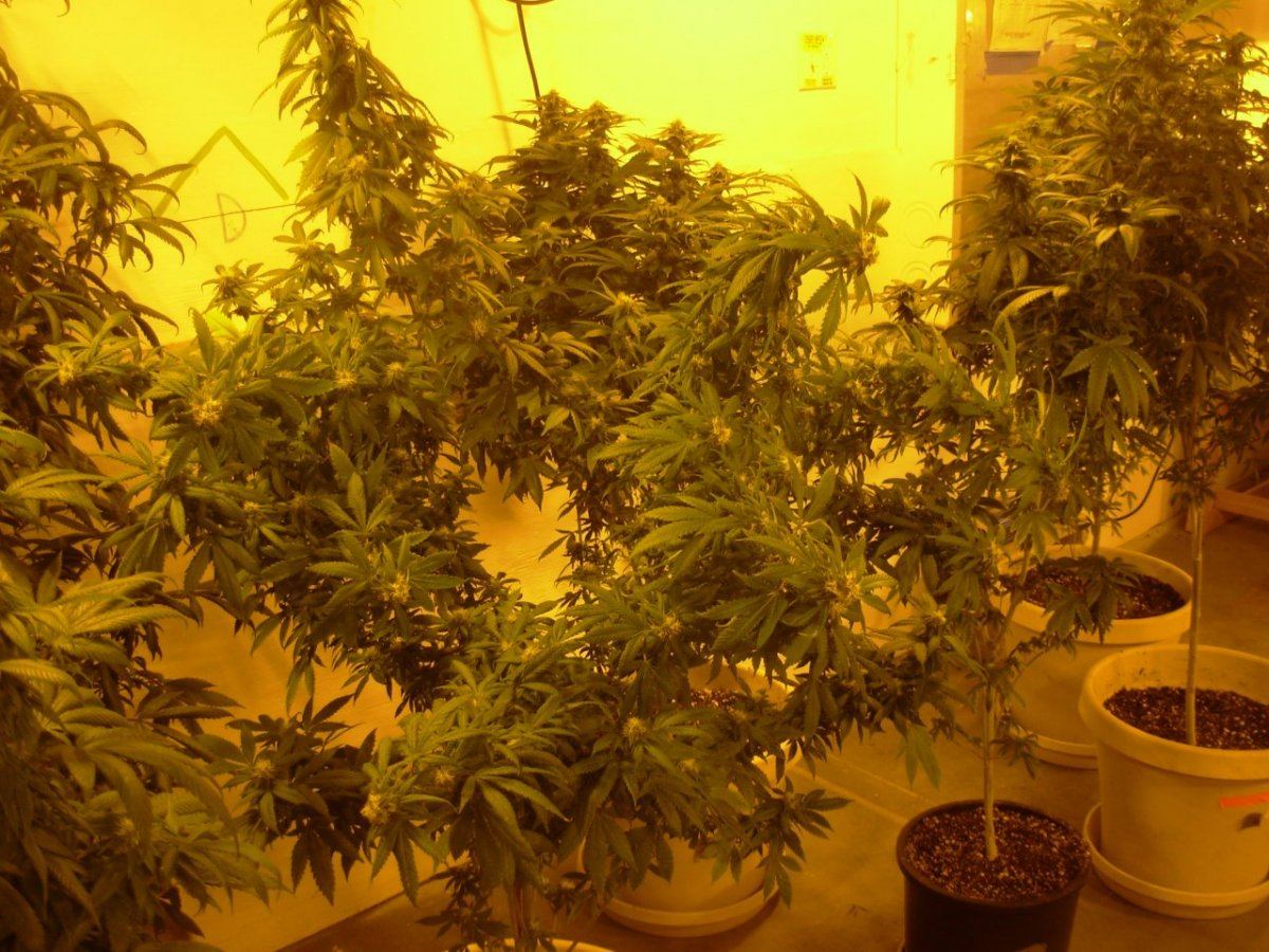 OG Kush day 28