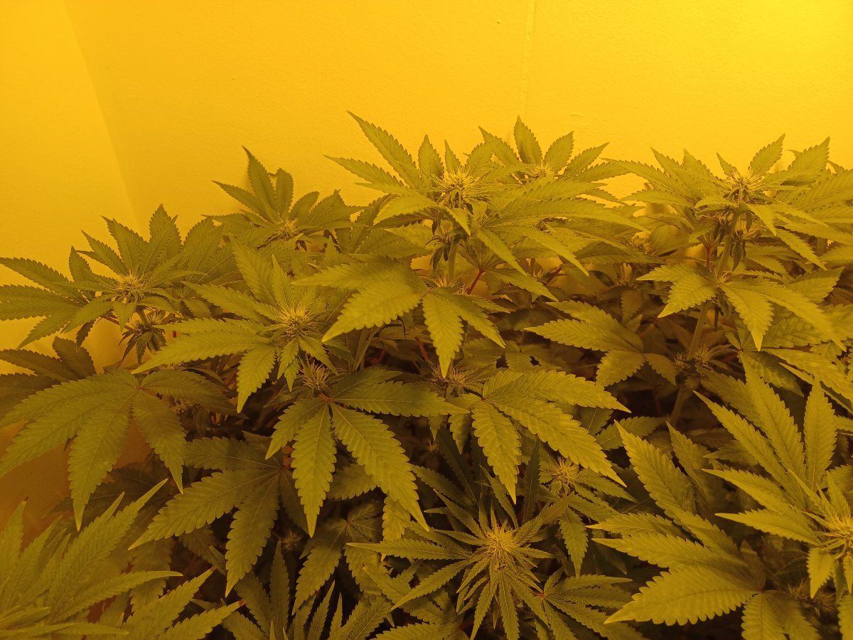 OG Kush F4b