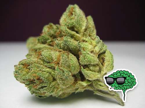 Og kush indica 429l