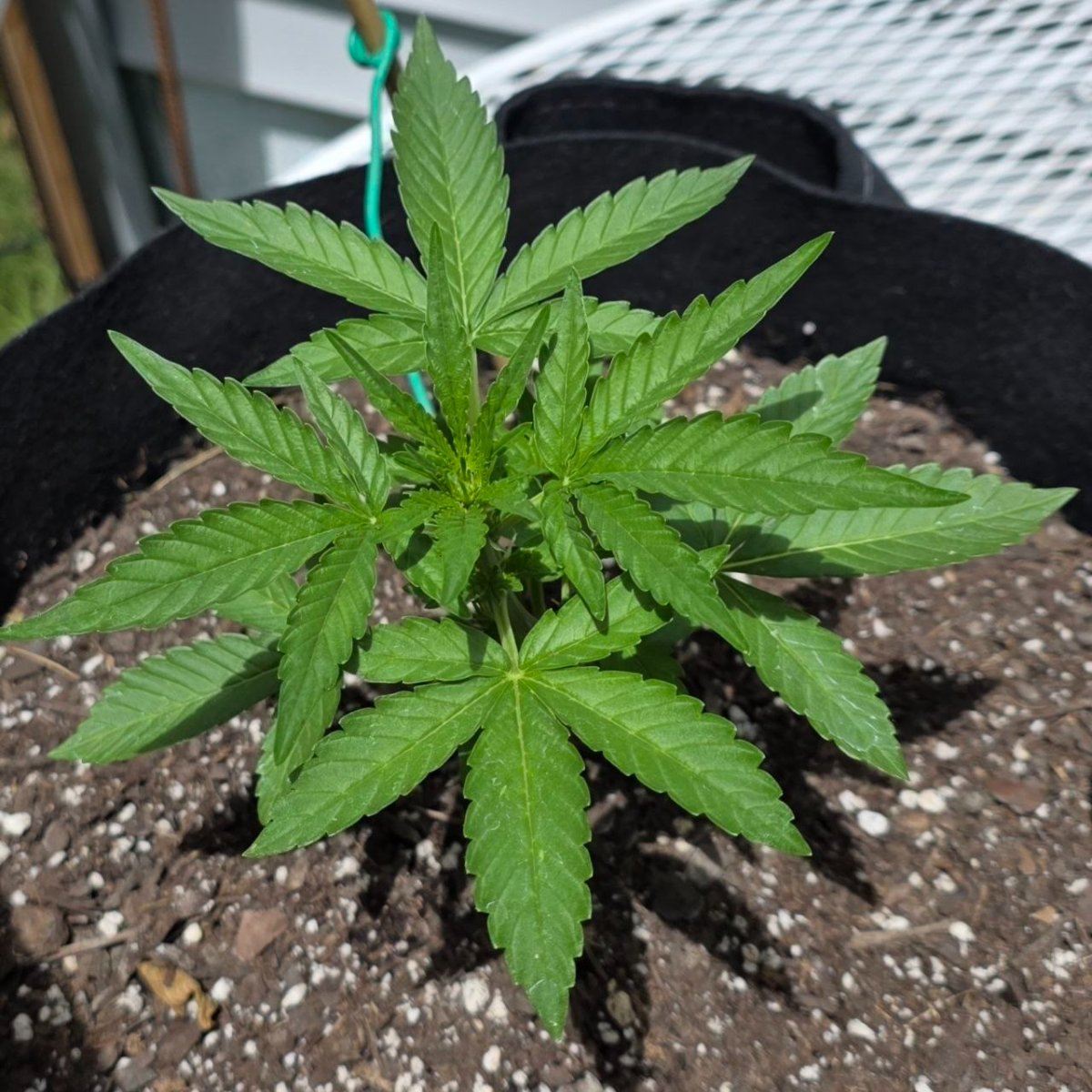 Og kush
