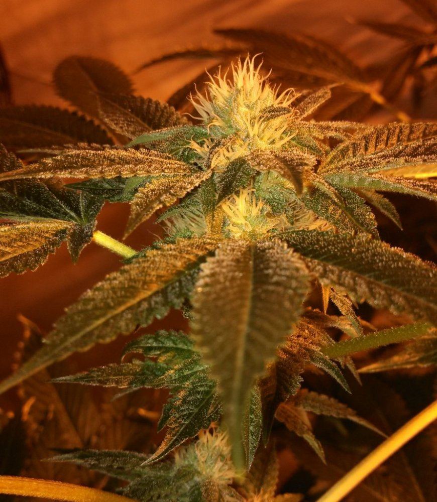 OG kush