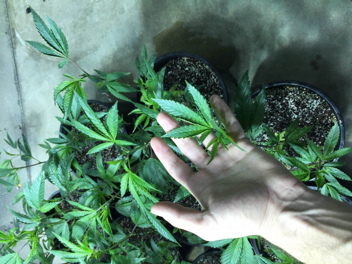 Og kush leaves 3