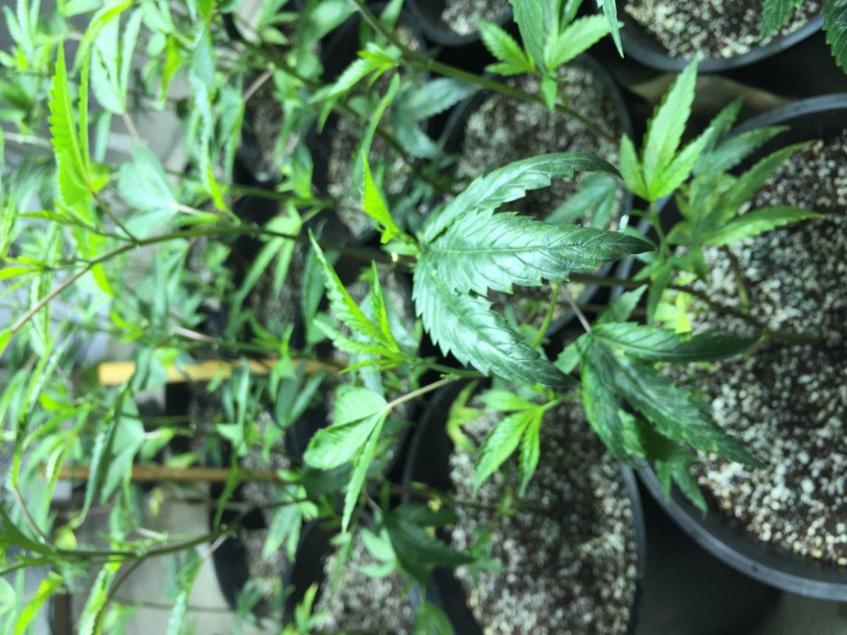 Og kush leaves 4