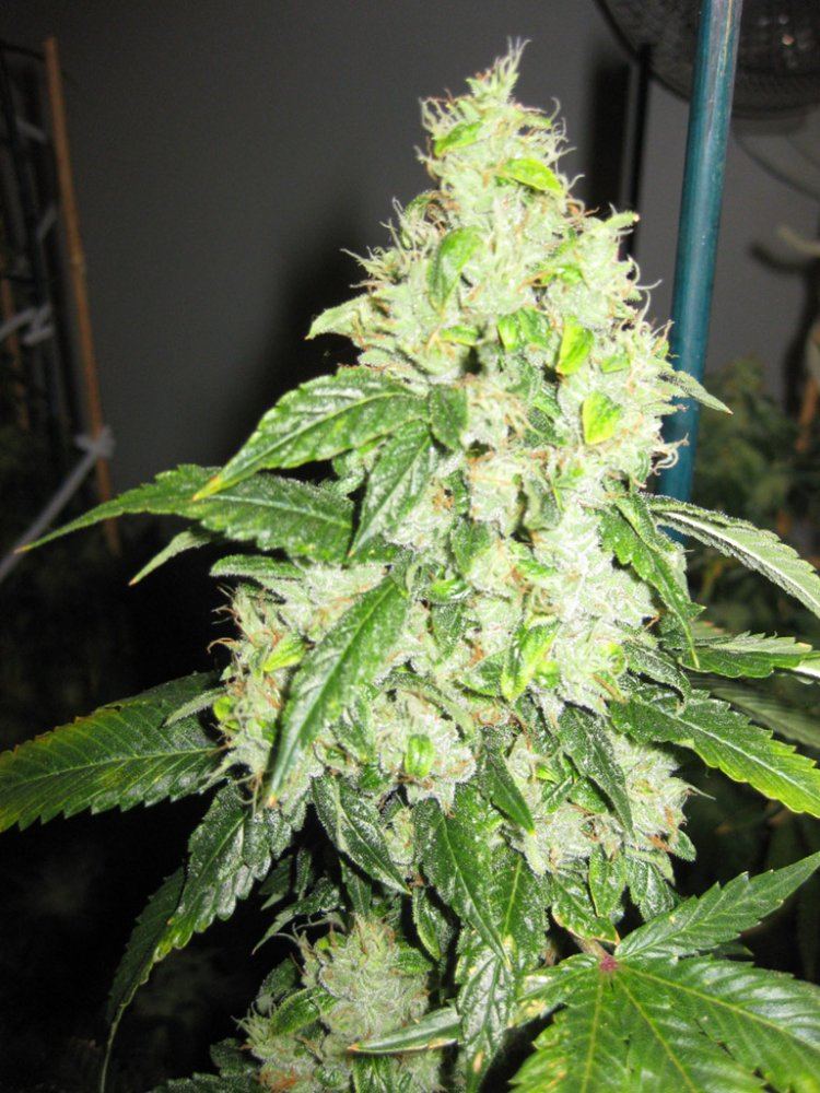 OG Kush Sample 01