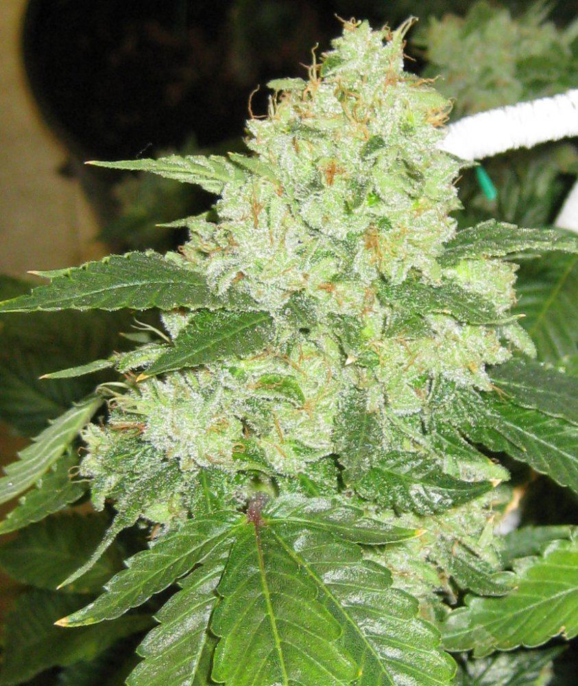 OG Kush Sample 02