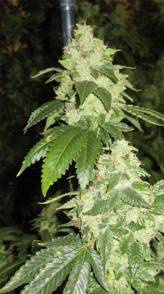 OG Kush Sample 03