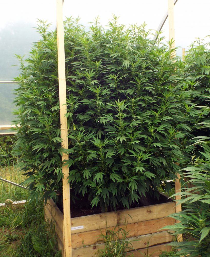 OG Kush x Snow Lotus